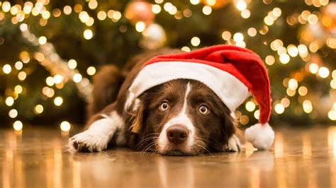 Christmas Dog Pictures Wallpapers Wallpaper Cave