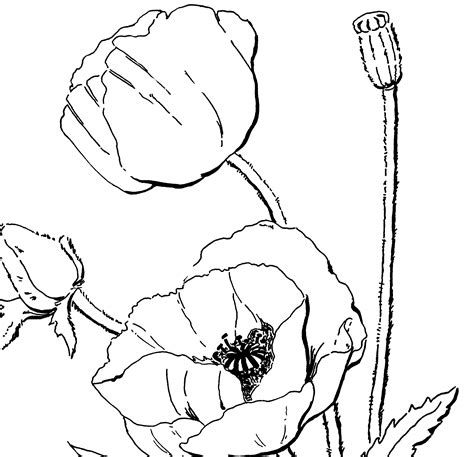 Amapola 17 (Naturaleza) Páginas para colorear