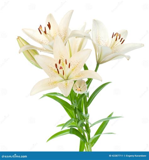 White Lily Bouquet Stock Image Image Of Composition 42387711
