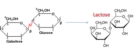 The Basic Monosaccharide Units Of Lactose Are Glucose And Galactose