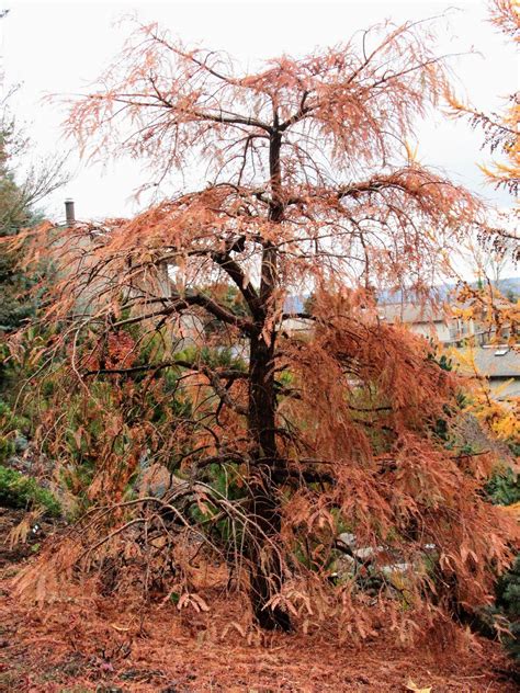 Metasequoia Glyptostroboides Miss Grace Dawn Redwood Conifer Kingdom