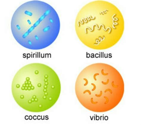 Different Types Of Bacteria Shapes And Info Easesalo