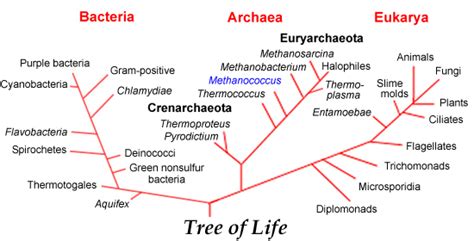 1 Woeses Universal Tree Of Life Showing The Three Domains Bacteria