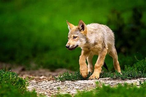 Baby Wolf Puppy Wallpapers Wolf Background Images