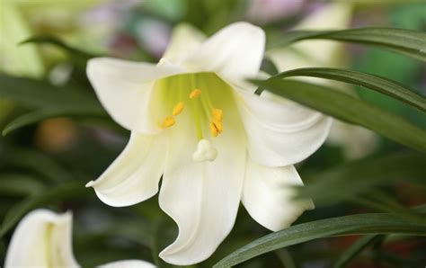 Easter Lily Is Toxic To Cats Pet Poison Helpline