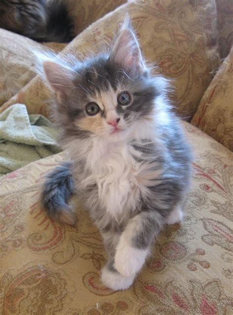 They live in our home and are monitored very closely including daily weights and overall assessments. Gorgeous littler of Maine coon kittens FOR SALE ADOPTION ...