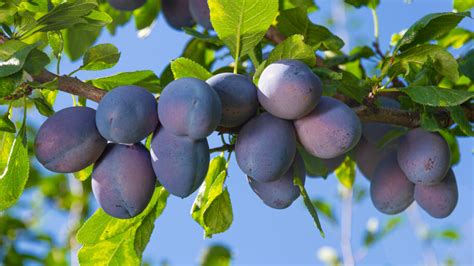 How To Prune A Plum Tree The Ultimate Guide Fantastic Gardeners Aus