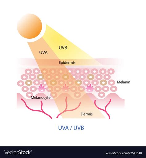 Uva And Uvb On Skin Layer Royalty Free Vector Image