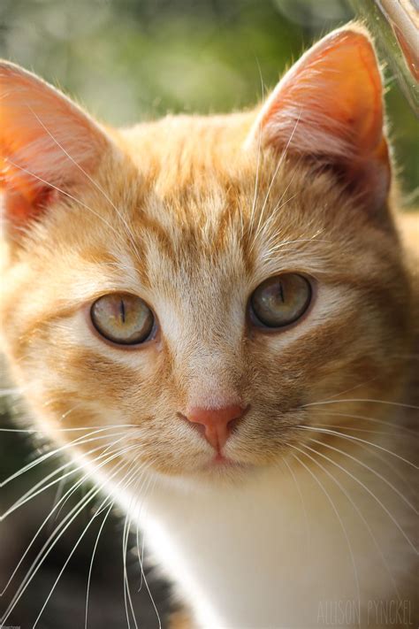 From their gorgeous coats of orange (and sometimes white) and their tendency to be the friendliest of felines, it's safe to say that ginger cats are one of the this marking is most commonly seen in bengal cat breeds! Pin on Kitty Cats