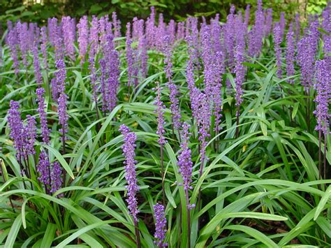 Plant Of The Month Liriope Jenny Smith Gardens