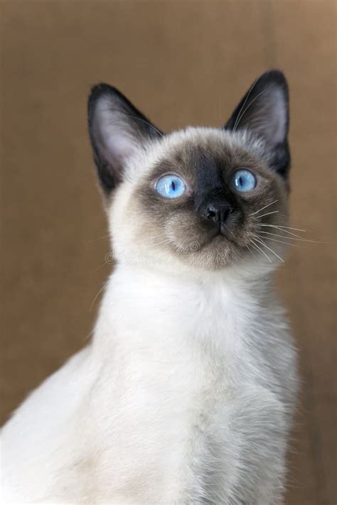 365 Seal Point Siamese Kitten Blue Eyes Stock Photos Free And Royalty
