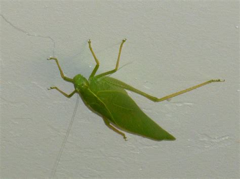 What Insect Looks Like A Green Leaf True Katydids Leaf Bugs Tjs