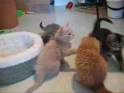 Kittens 9-weeks-old - YouTube