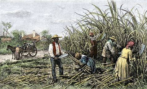 The Harsh Reality Of Sugar Plantations In The Caribbean