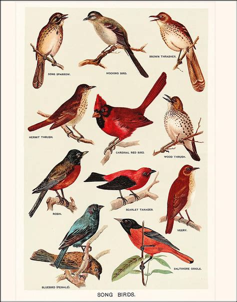 Song Birds Poster Wildlife Lithograph Print Vintage Wild Etsy Bird