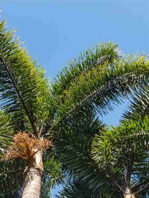 How To Plant And Grow Foxtail Palm Complete Guide Planet Natural