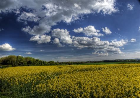 740765 Fields Sky Rapeseed Clouds Hdr Rare Gallery Hd Wallpapers