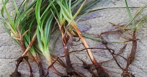 Rumput grinting (cynodondactylon) merupakan tumbuhan yang diduga berasal dari bagian utara dan timur afrika, asia, australia dan eropa bagian selatan. 25+ Macam-macam Rumput Liar dan Hias Paling Banyak Dicari
