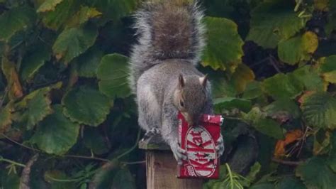 Squirrel Caught On Camera Eating A Kitkat Mirror Online