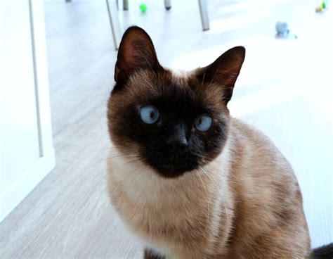 Free Photo Cutest Face Animal Cat Kitty Free Download Jooinn