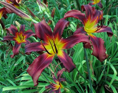 To prevent them from digging holes and destroying your vegetable garden and flower pots, try out the following methods. Chipmunk | Day lilies, Daylilies, My pictures