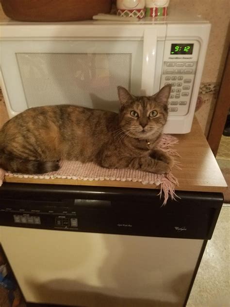 Queen Sheba Guarding Microwave Cat Makeup Halloween Cat Makeup Cat