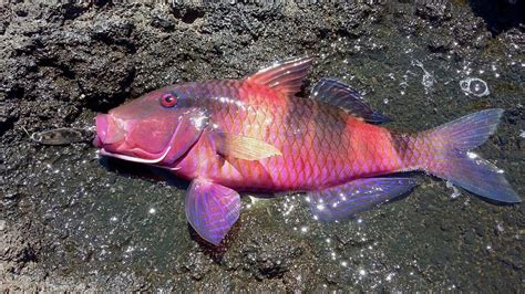 Recently Caught Hawaiis Most Beautiful Fish The Moano Rfishing