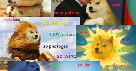 Lifecycle Of A Meme Feat Doge Rdoge