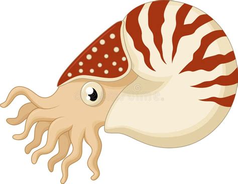 Nautilus Dos Desenhos Animados Ilustração Do Vetor Ilustração De