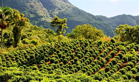 Book your coffee plantation tour with my puerto rico tours online today! hacienda de cafe en puerto rico jayuya | Boriken 365 > Blog > Flora > Cafetales en Hacienda San ...