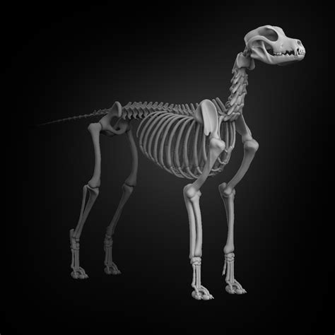 Dog Skeleton 3d Model 79 Ztl Obj Free3d