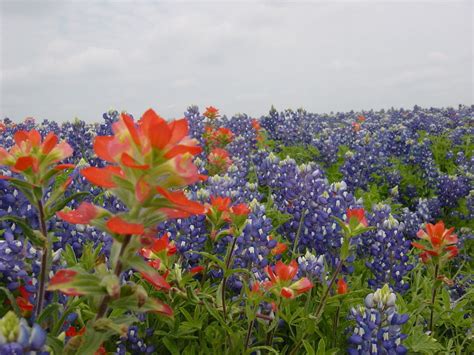 Texas Wildflower Desktop Wallpaper