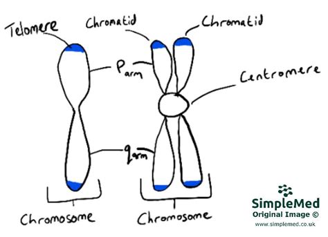 1 Mitosis And Meiosis Simplemed Learning Medicine Simplified