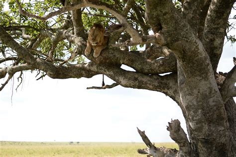 木登りライオンがいた！アフリカを軽キャンパーで旅する！ケニア編1｜be pal