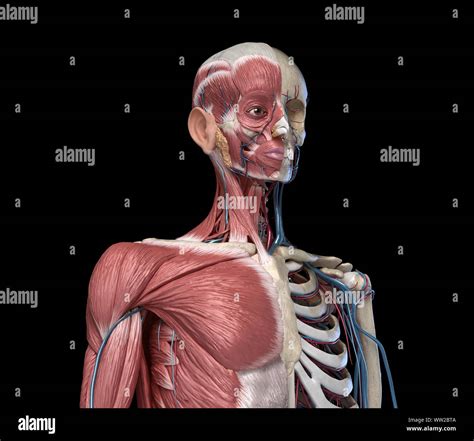 Human Anatomy Torso Skeleton With Muscles Veins And Arteries Front