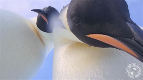 Emperor Penguins In Antarctica Accidentally Take The Perfect Selfie