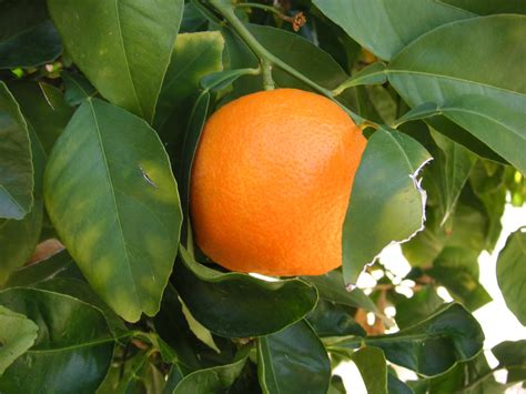 How To Take Care Of Your Grafted Oranges In Kenya Oxfarm