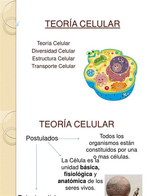 TeorÍa Celular Citoplasma Célula Biología