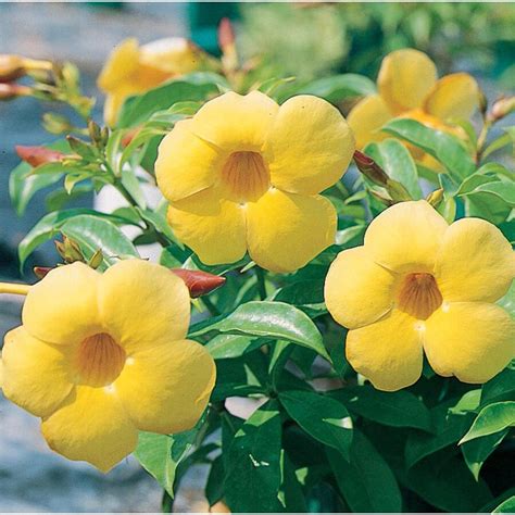 Flowers will attract butterflies, hummingbirds and other pollinators. 3-Gallon Yellow Allamanda Bush Flowering Shrub in Pot ...