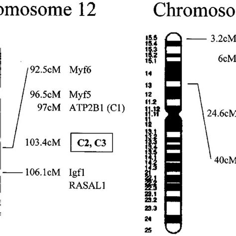 Pdf Identification Of A Novel Gene Ncrms On Chromosome 12q21 With