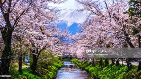 Japanese Cherry Blossom With Mt Fuji At Omiya Bridge In