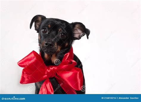 A Funny Beautiful Little Dog With A Red Bow On A White Background Stock