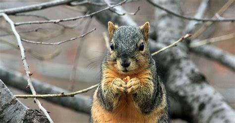 Food Scarcity And Caching In Fox Squirrels Noldus