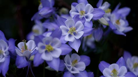 Purple Flower Blossoms