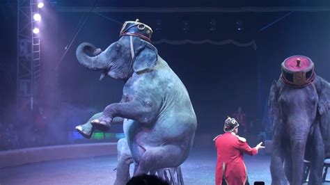 Circus Elephants Цирк Слоны Youtube