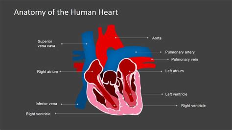 Anatomy Of The Human Heart Powerpoint Shapes Slidemodel