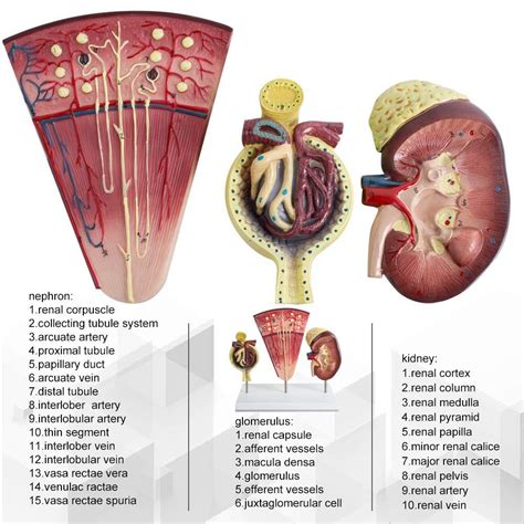 Urinary System Kidney Anatomy Capsule System