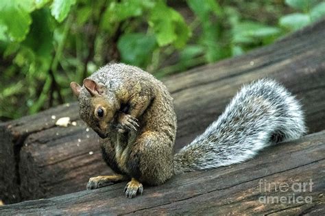 Squirrel Prayer Photograph By Ed Mcdermott