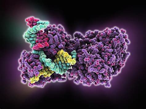Dna Repair Enzyme Molecular Model Photograph By Science Photo Library