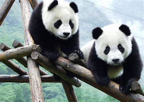 The 10 Best Chengdu Research Base Of Giant Panda Breeding Tours